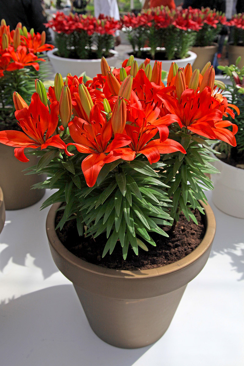 lilies