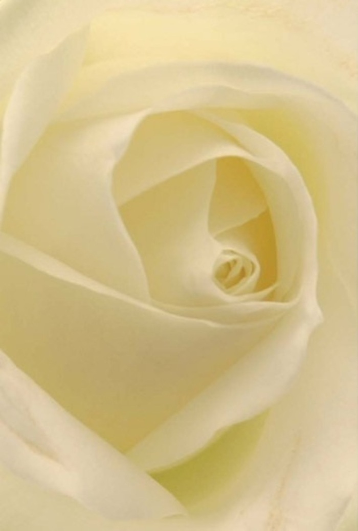 Draw close to this classic Barnsbury rose, and you are drawn into the soft interplay of ivory and cream layers, each petal crafted with a deft touch reminiscent of the artistry seen in local florists near Thornhill Road. The composition is an ode to calm sophistication, with light streaming through the outer layers as though the bloom is illuminated from within, echoing moments of tranquillity found in the shaded corners of Highbury Fields. The spiral core, featuring overlapping petals of luminous white, suggests both purity and quiet inner strength-an apt tribute for a romantic gesture, a heartfelt apology, or as part of an elegant wedding centerpiece amid the neighbourhood's historic architecture. Nuances of colour and gentle shadows showcase the rose's natural beauty, while a clean, undeniably fresh fragrance floats in the air, reminding one of a peaceful morning at the New River Walk. This floral creation, arranged by Barnsbury's own skilled hands, radiates purpose and sincerity, offering a universally appropriate way to express a wide range of emotions-from admiration through to remembrance.